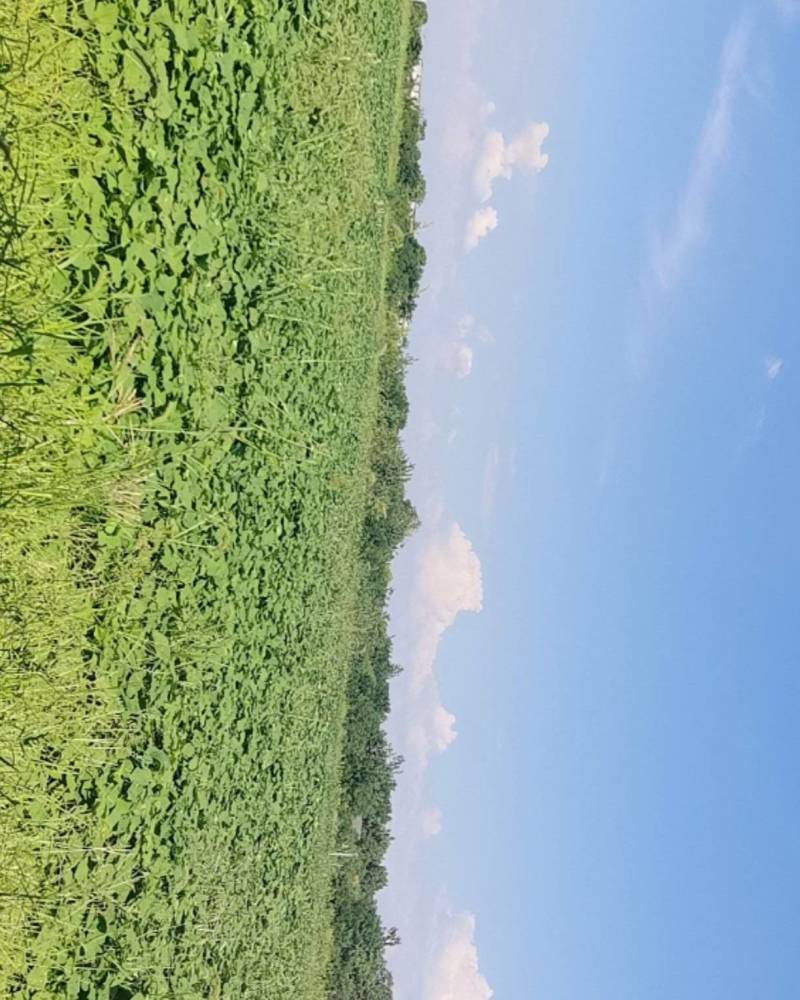 红薯叶