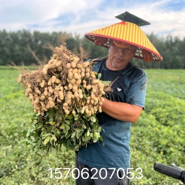 山东菏泽花生基地量大有优惠