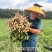 山东菏泽花生基地量大有优惠