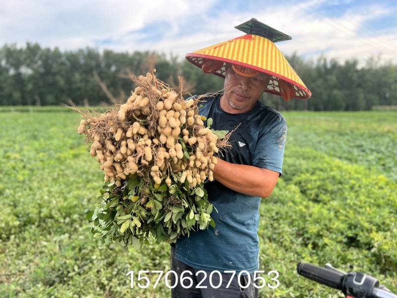 山东菏泽花生基地量大有优惠