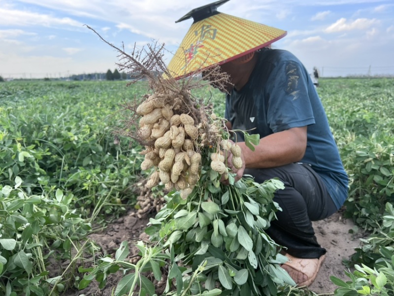 山东菏泽花生基地量大有优惠