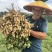 山东菏泽花生基地量大有优惠