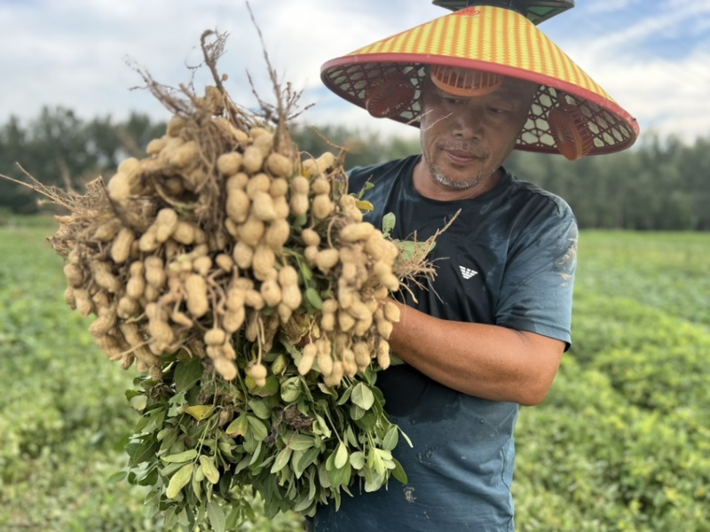 山东菏泽花生基地量大有优惠