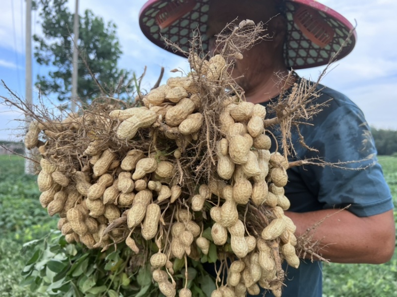 山东菏泽花生基地量大有优惠