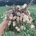 山东菏泽花生基地量大有优惠