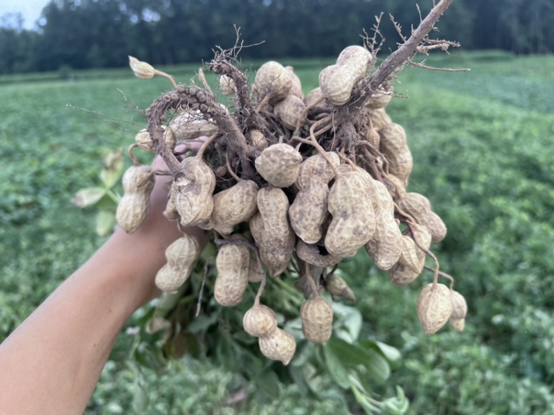 山东菏泽花生基地量大有优惠