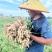 山东菏泽花生基地量大有优惠