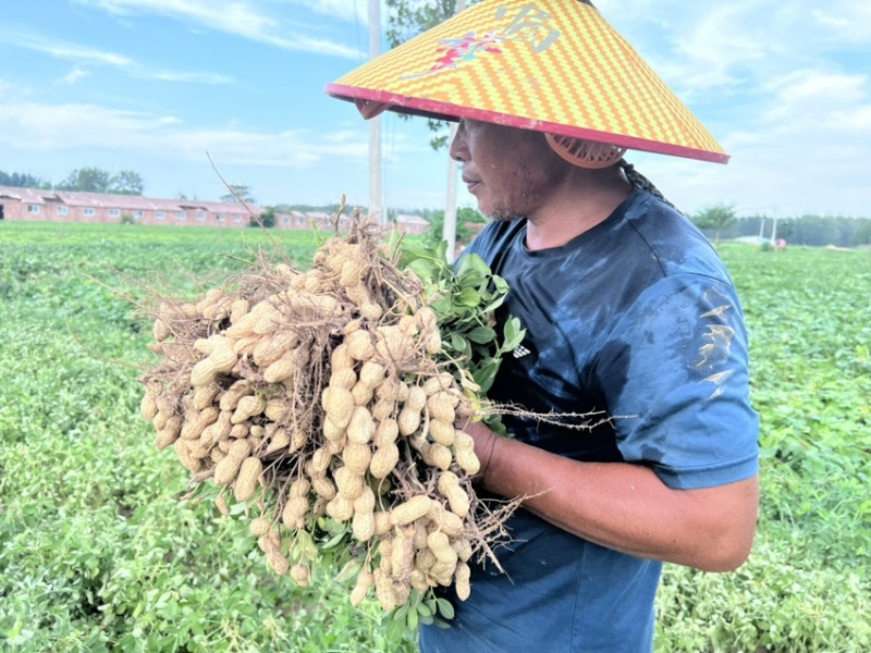 山东菏泽花生基地量大有优惠