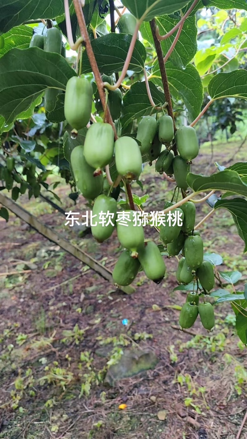 桓仁软枣猕猴桃山地结果