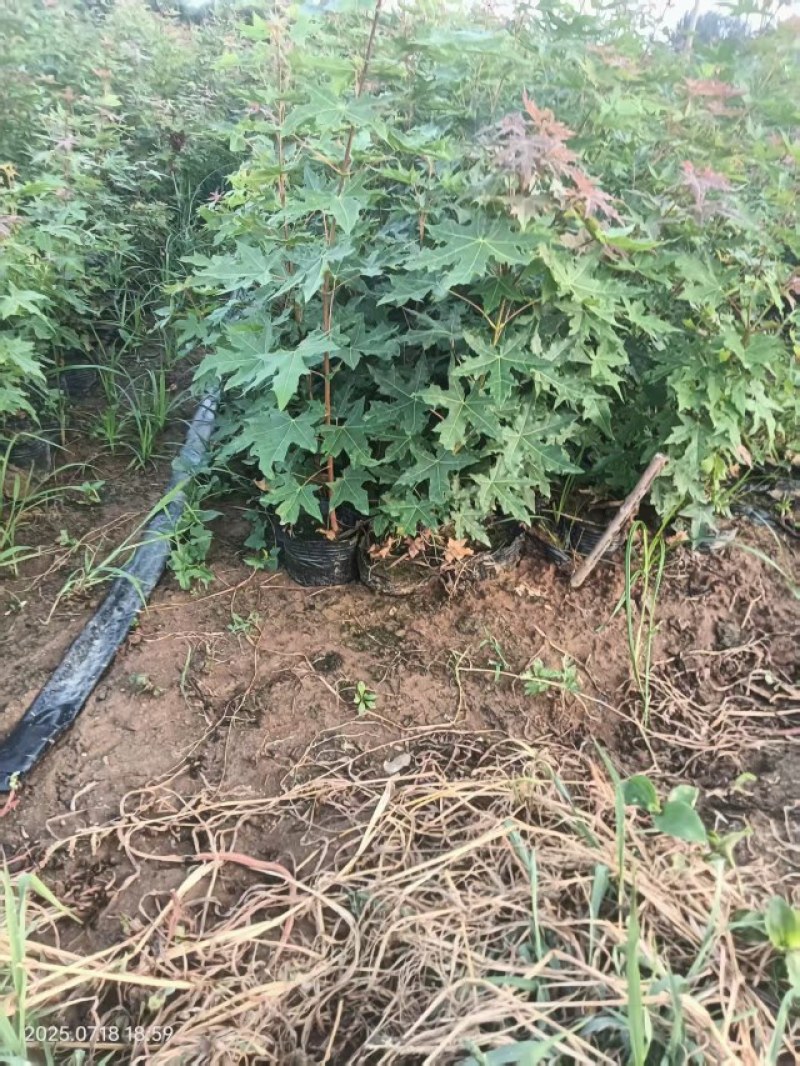 五角枫杯苗大量供应