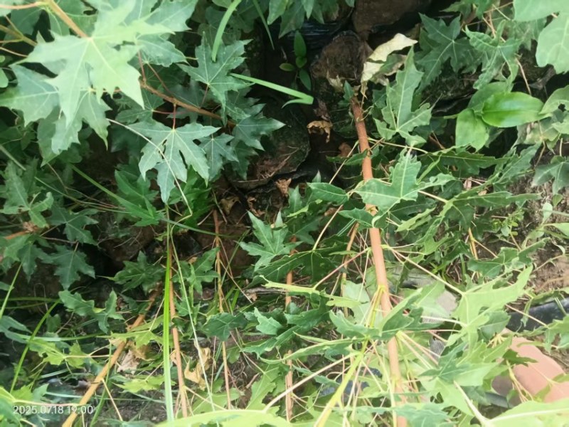 五角枫杯苗大量供应