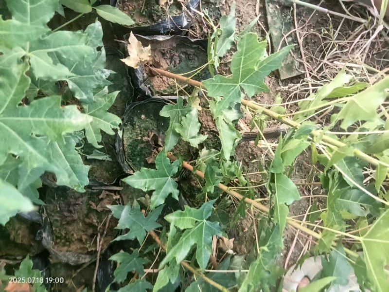 五角枫杯苗大量供应