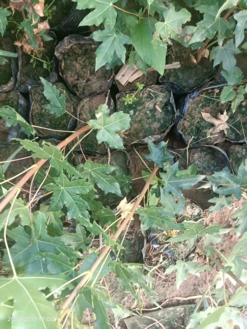 五角枫杯苗大量供应