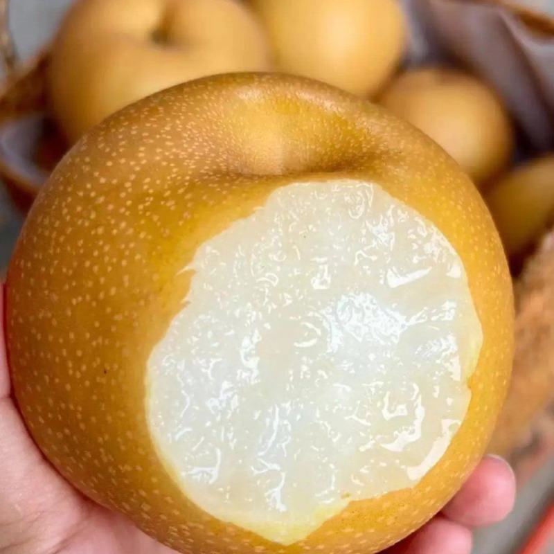 秋月梨安徽秋月梨砀山梨产地直发脆甜多汁保质保量