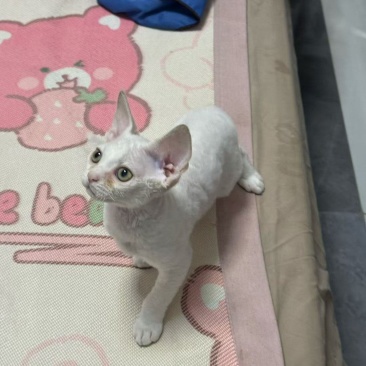 德文卷毛猫，不掉毛，粘人可爱