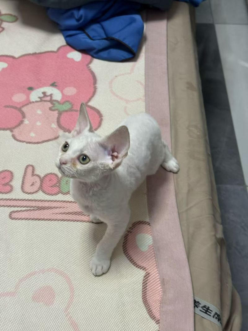 德文卷毛猫，不掉毛，粘人可爱