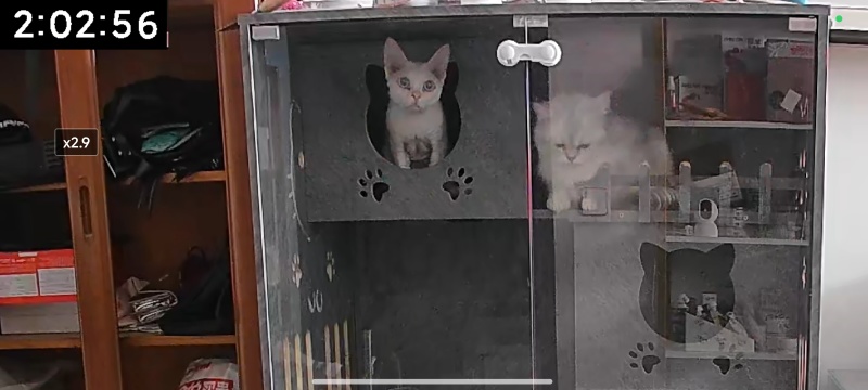 德文卷毛猫，不掉毛，粘人可爱