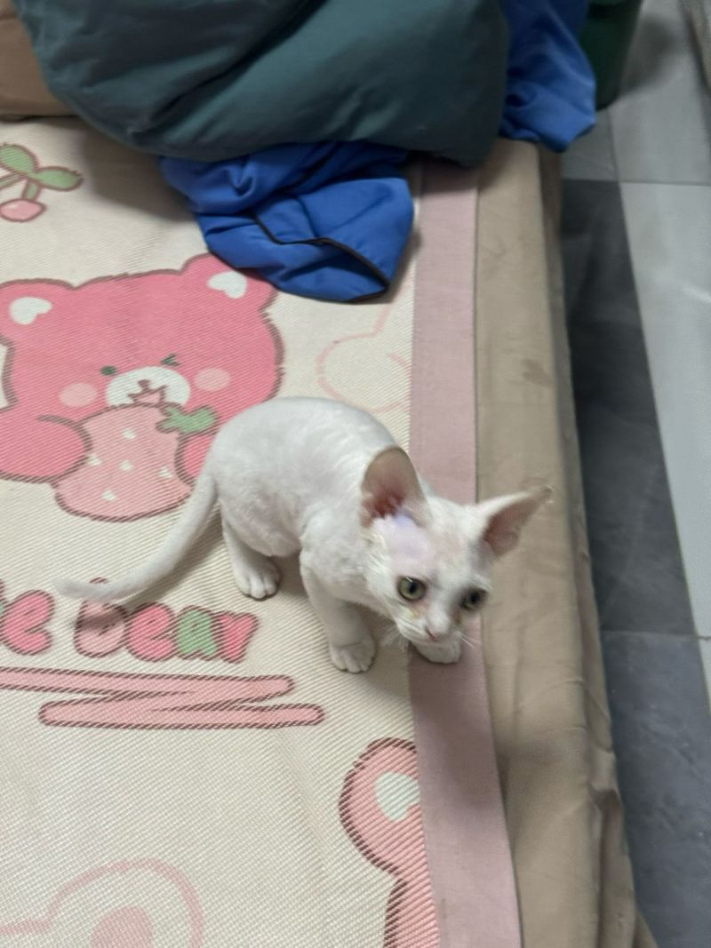 德文卷毛猫，不掉毛，粘人可爱