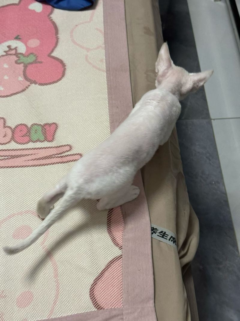 德文卷毛猫，不掉毛，粘人可爱