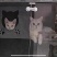 德文卷毛猫，不掉毛，粘人可爱