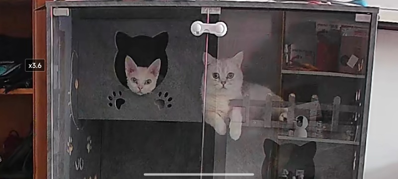 德文卷毛猫，不掉毛，粘人可爱