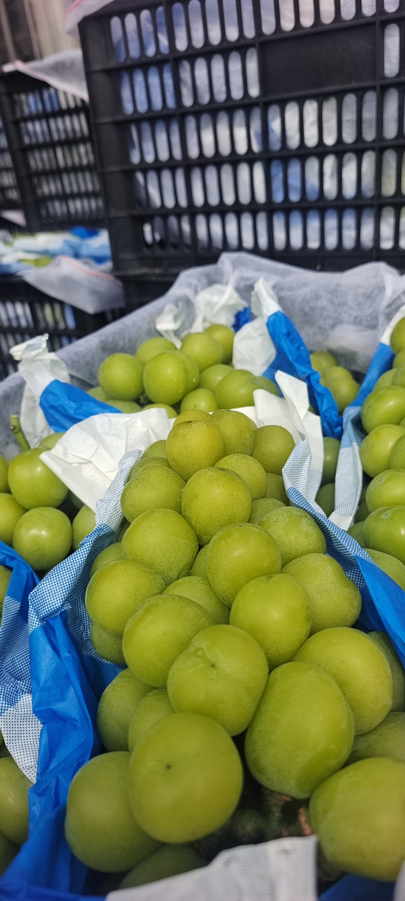 精品葡萄阳光玫瑰口感好诚信种植产地直发量大价优全国
