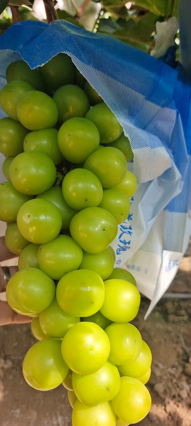 精品葡萄阳光玫瑰口感好诚信种植产地直发量大价优全国