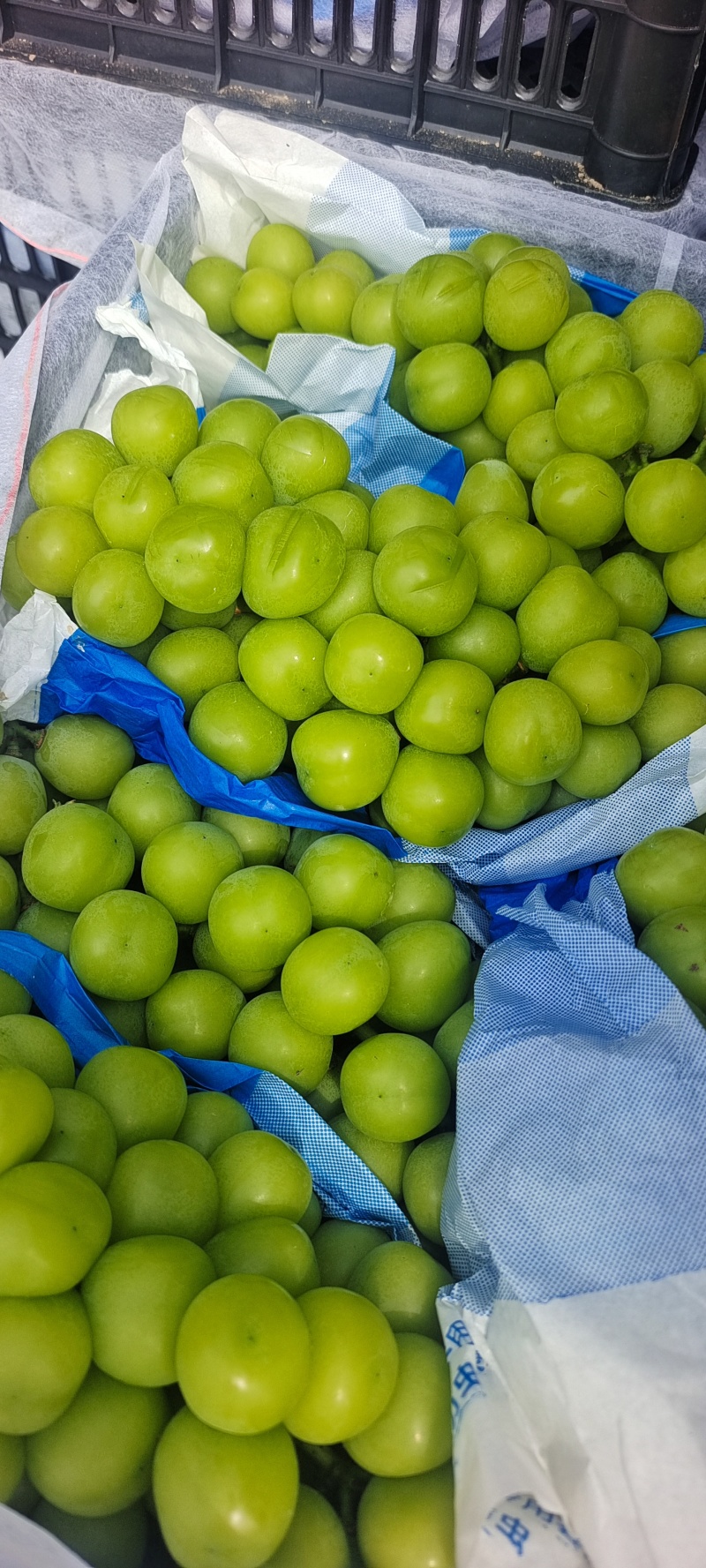 精品葡萄阳光玫瑰口感好诚信种植产地直发量大价优全国