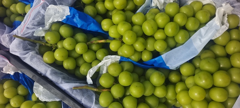 精品葡萄阳光玫瑰口感好诚信种植产地直发量大价优全国