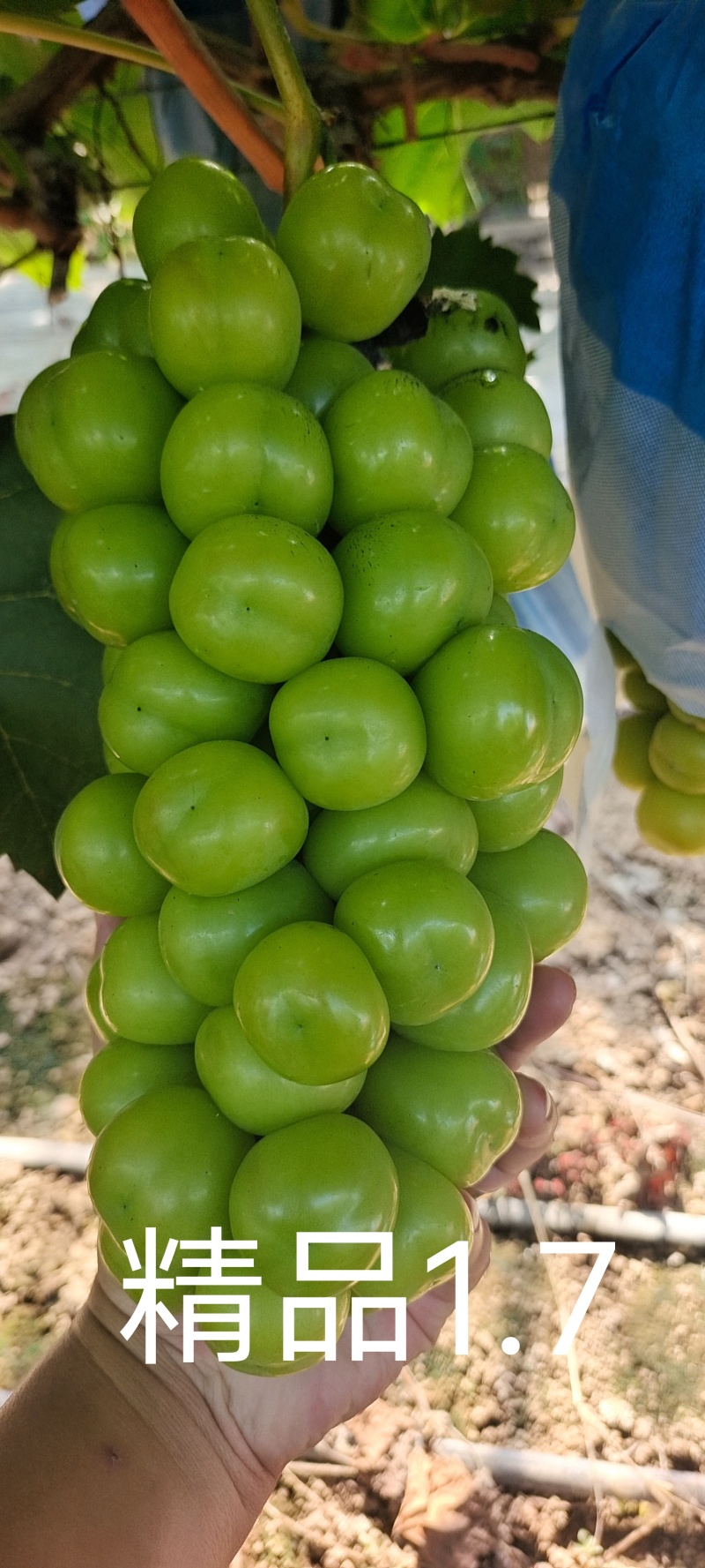精品葡萄阳光玫瑰口感好诚信种植产地直发量大价优全国