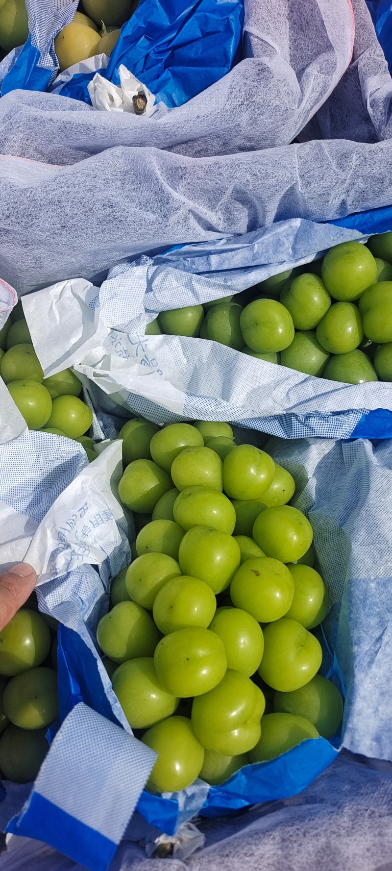 精品葡萄阳光玫瑰口感好诚信种植产地直发量大价优全国