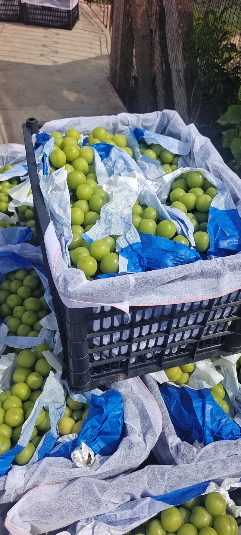 精品葡萄阳光玫瑰口感好诚信种植产地直发量大价优全国