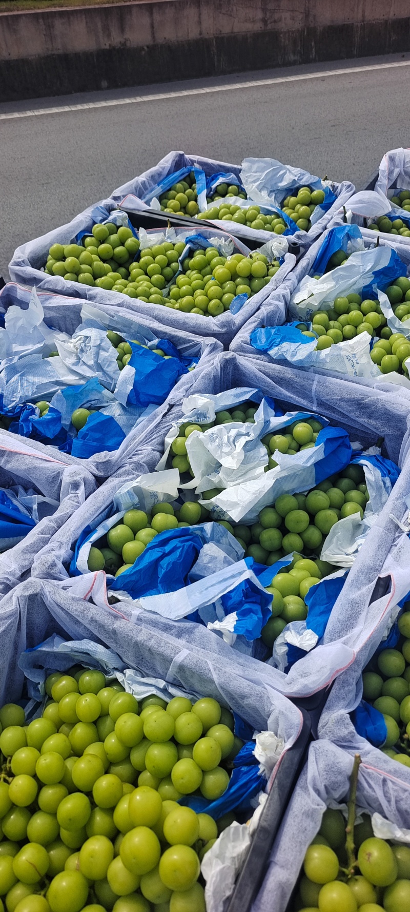 精品葡萄阳光玫瑰口感好诚信种植产地直发量大价优全国