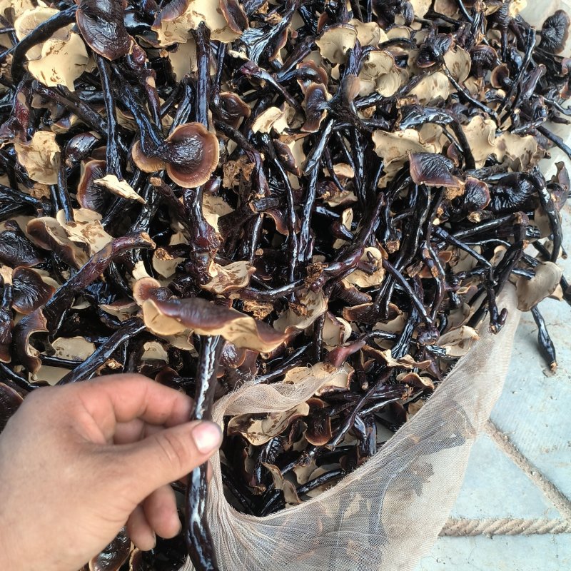 小黑竹灵芝金边灵芝不苦菌香味浓郁新货上市量大优惠