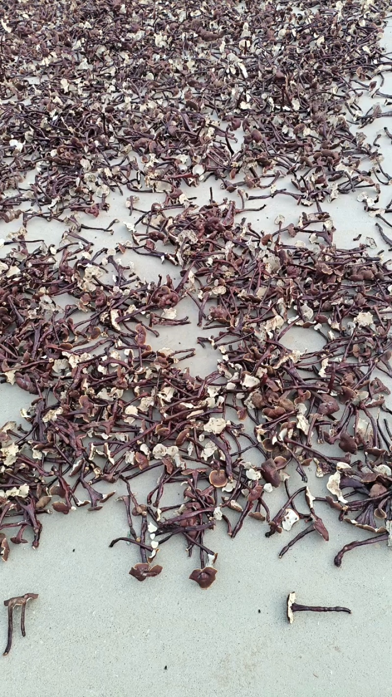 小黑竹灵芝金边灵芝不苦菌香味浓郁新货上市量大优惠