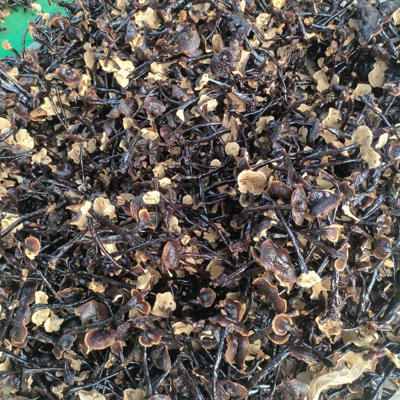 小黑竹灵芝金边灵芝不苦菌香味浓郁新货上市量大优惠