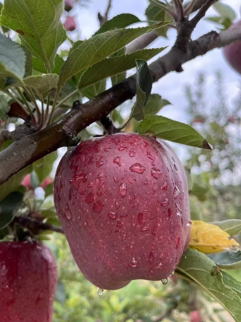 【苹果】天水花牛苹果供应市场商超社区团购可视频看货