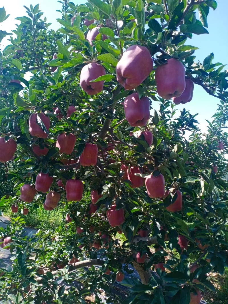 【苹果】天水花牛苹果供应市场商超社区团购可视频看货