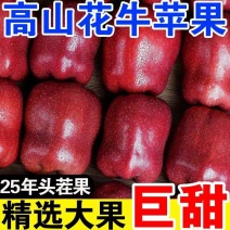 【爆甜】甘肃天水花牛苹果当季整箱应黑卡蛇果孕妇冰糖心新鲜
