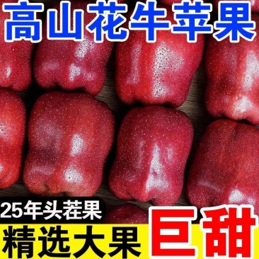【爆甜】甘肃天水花牛苹果当季整箱应黑卡蛇果孕妇冰糖心新鲜