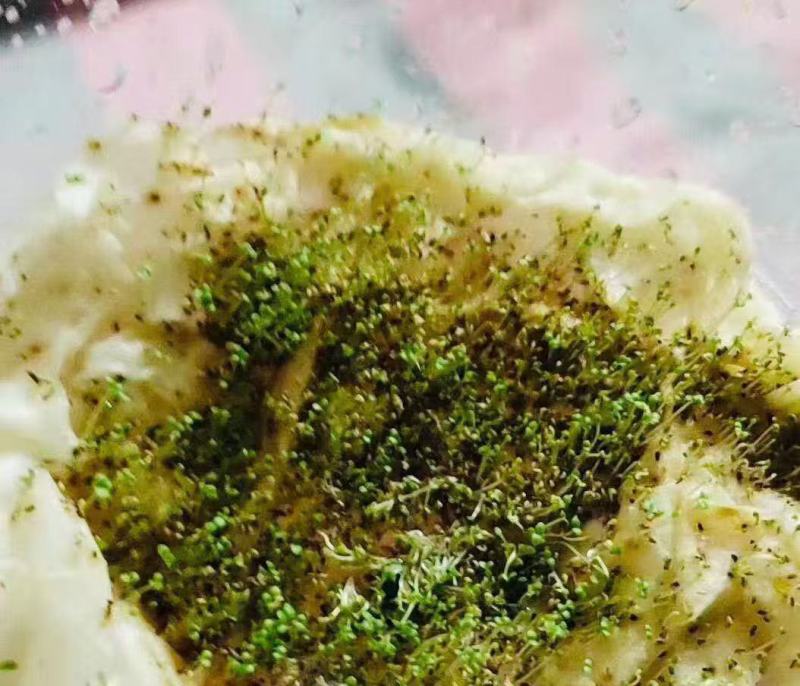 千屈菜是千屈菜科千屈菜属的多年生草本植物