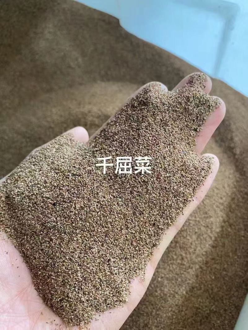 千屈菜是千屈菜科千屈菜属的多年生草本植物