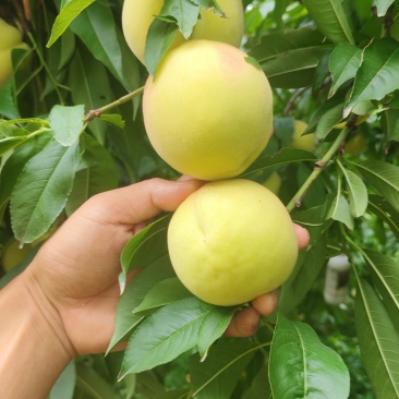 精品红心脆蜜桃,高山种植基地,个头大,糖度高,耐储存