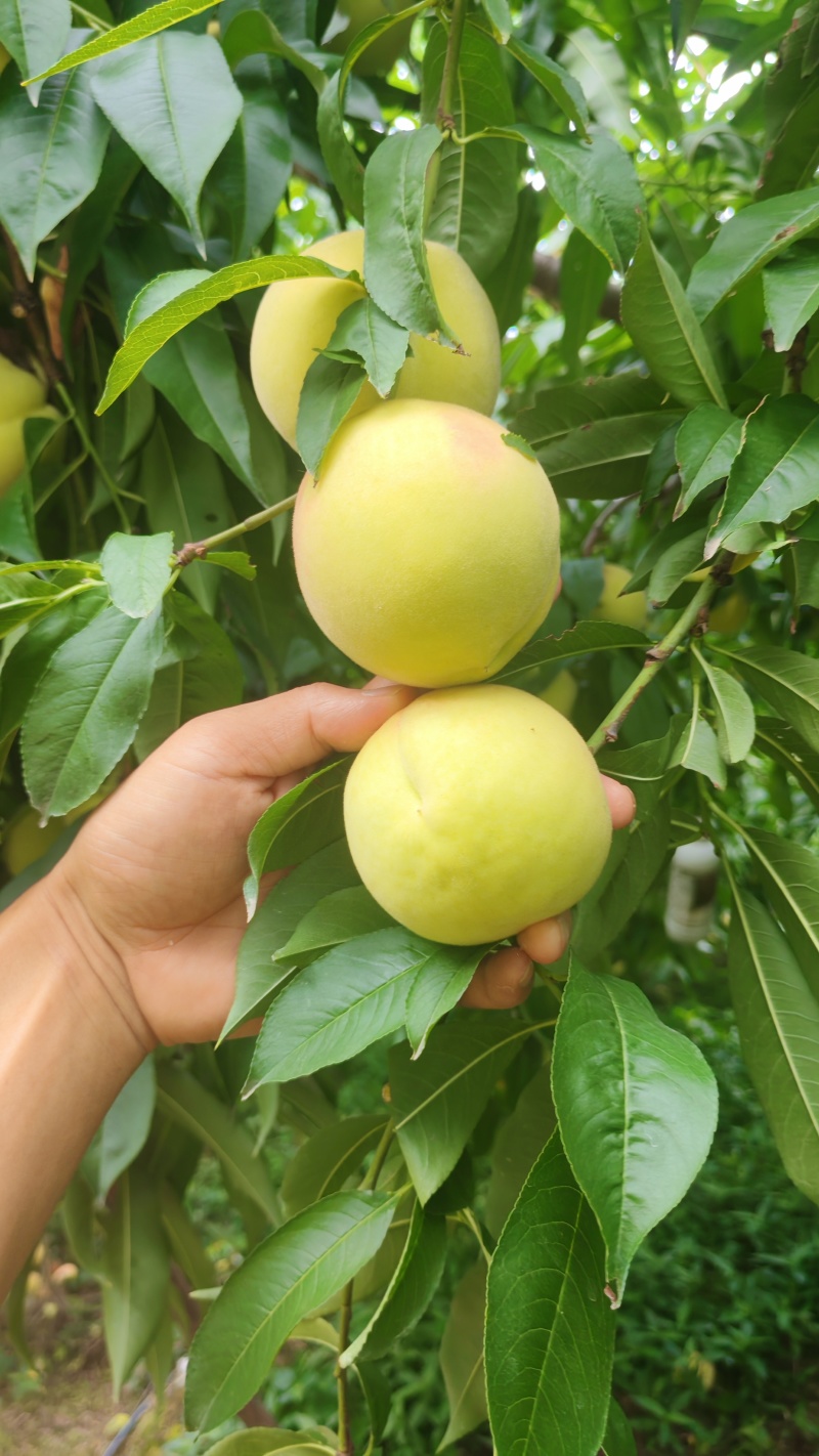 精品红心脆蜜桃，高山种植基地，个头大，糖度高，耐储存
