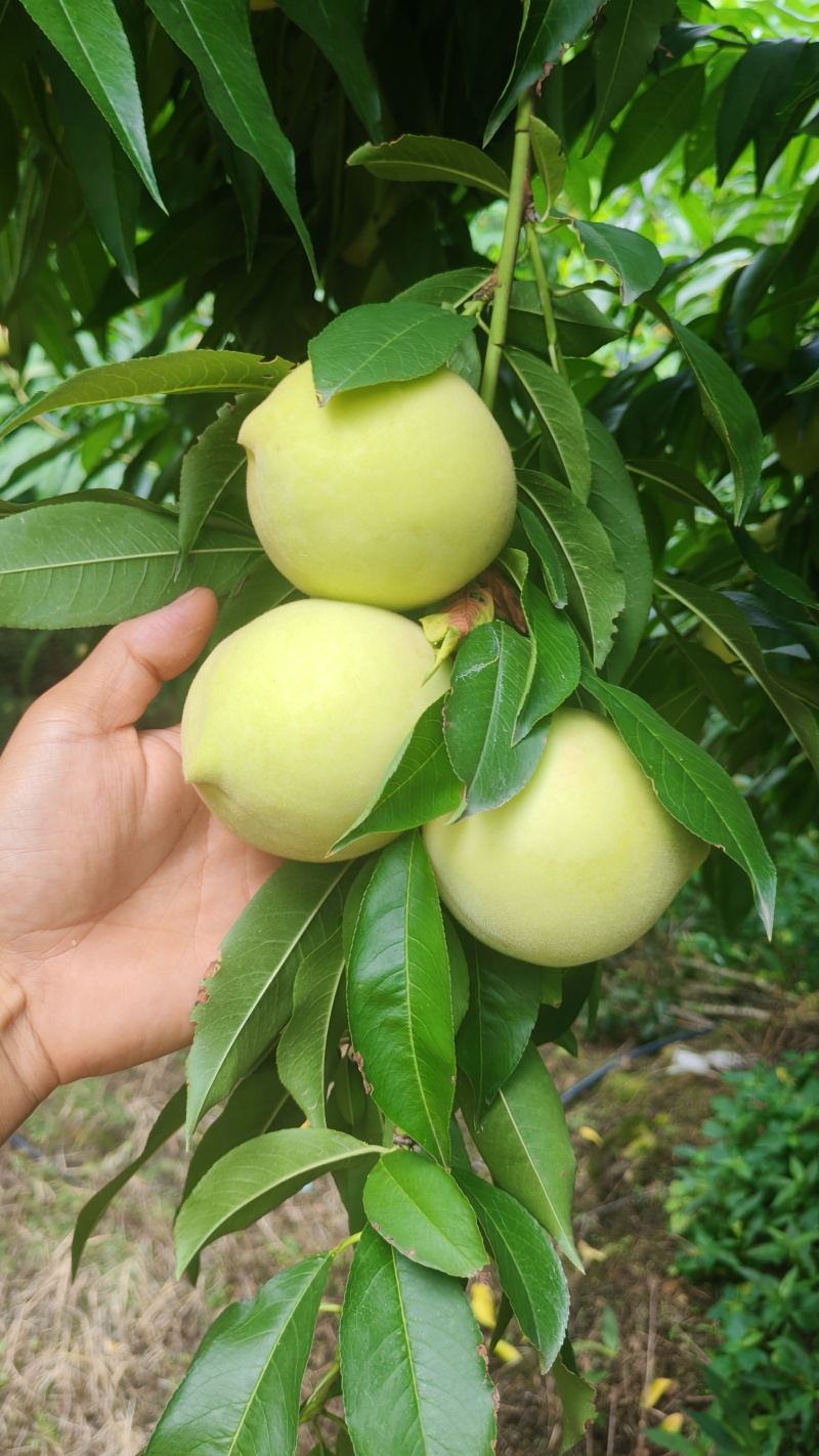 精品红心脆蜜桃，高山种植基地，个头大，糖度高，耐储存
