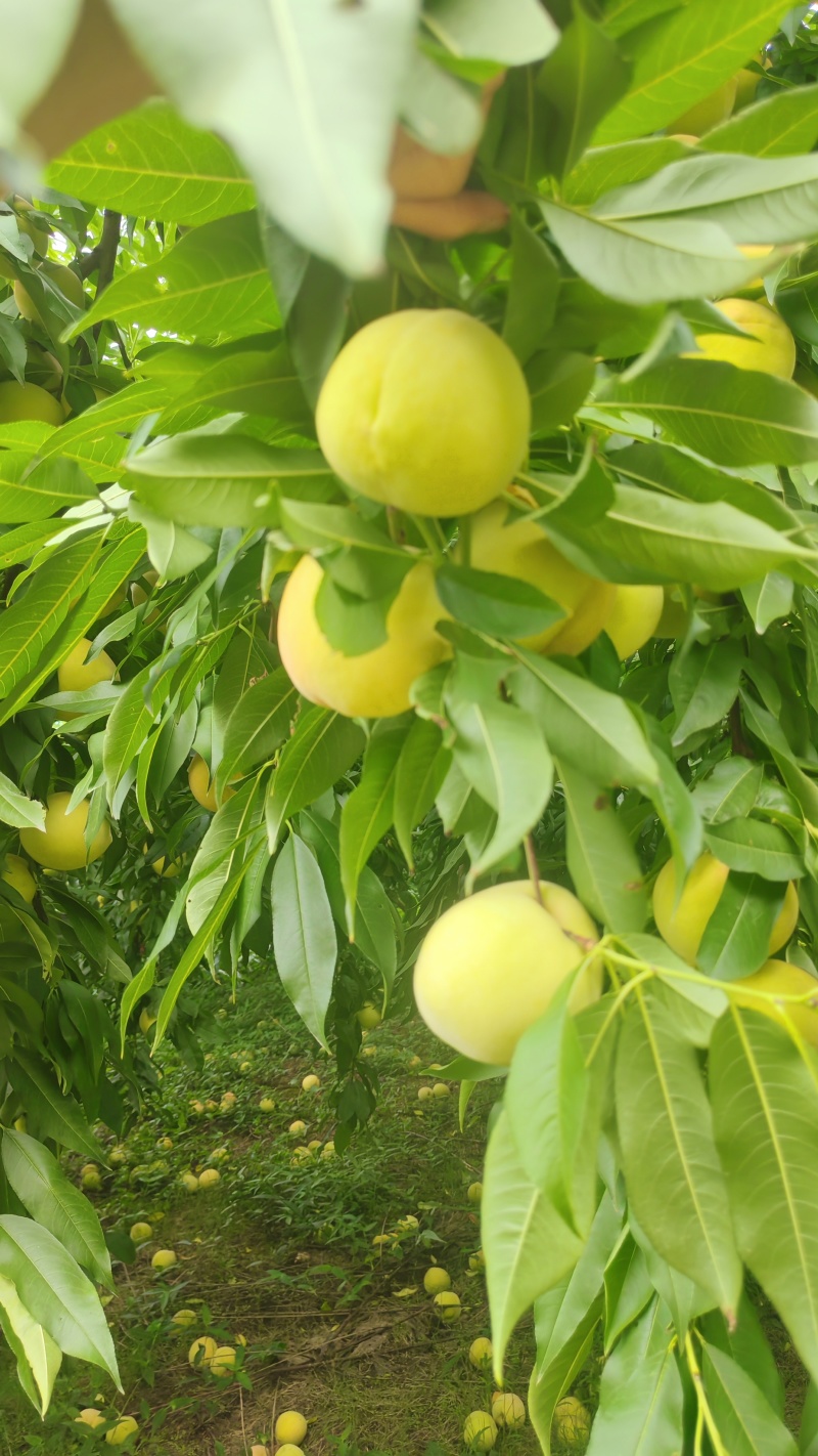 精品红心脆蜜桃，高山种植基地，个头大，糖度高，耐储存