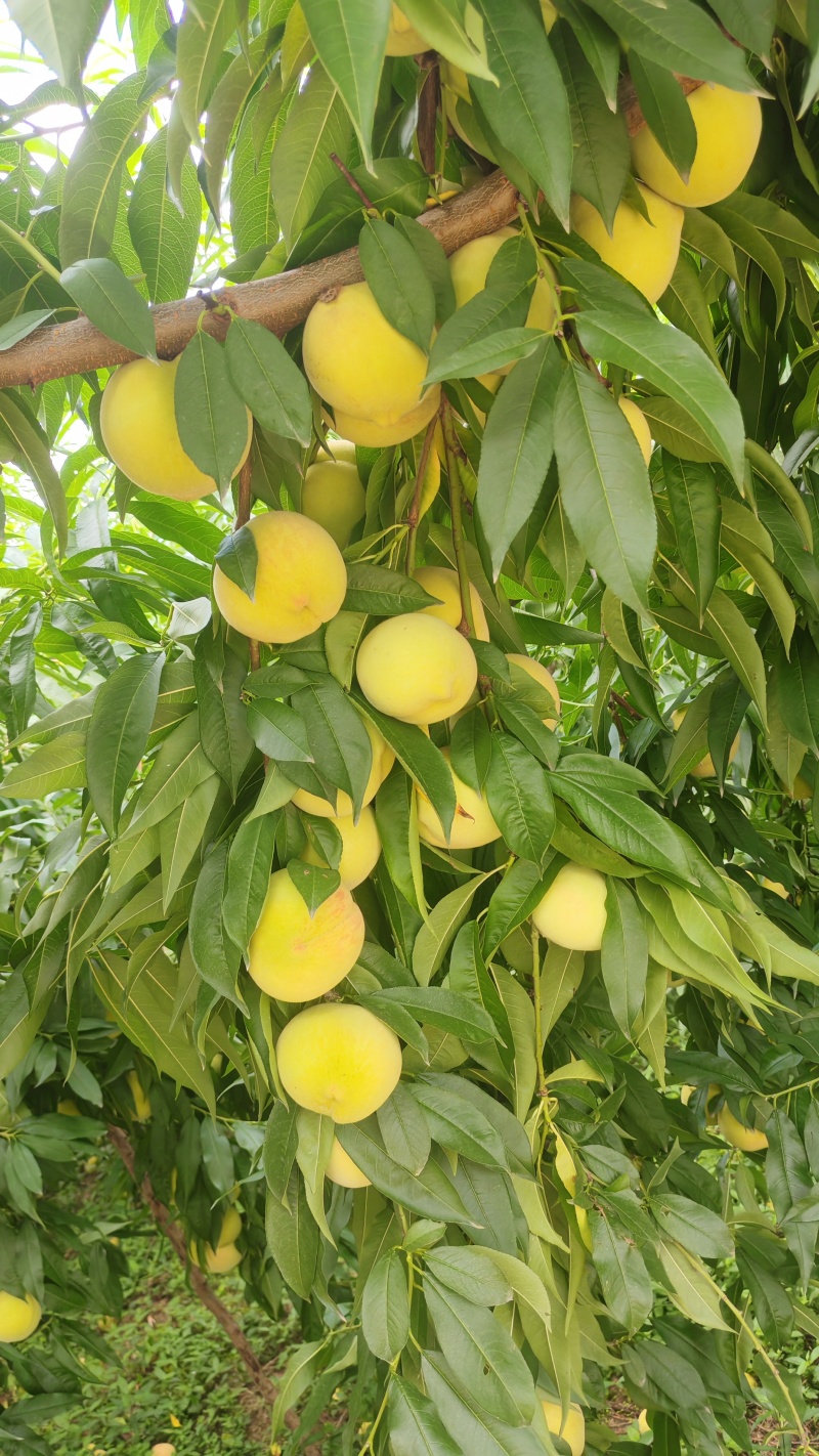 精品红心脆蜜桃，高山种植基地，个头大，糖度高，耐储存