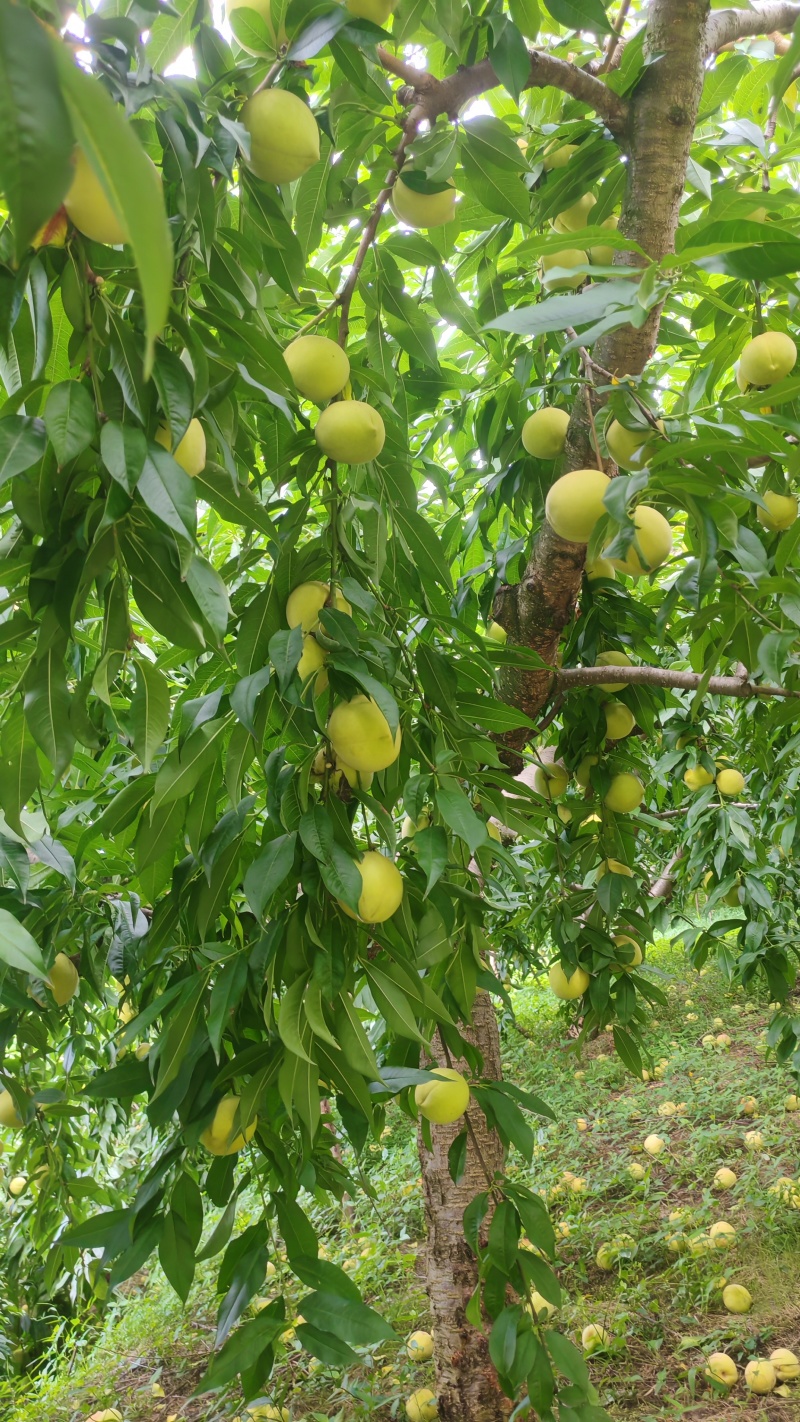 精品红心脆蜜桃，高山种植基地，个头大，糖度高，耐储存