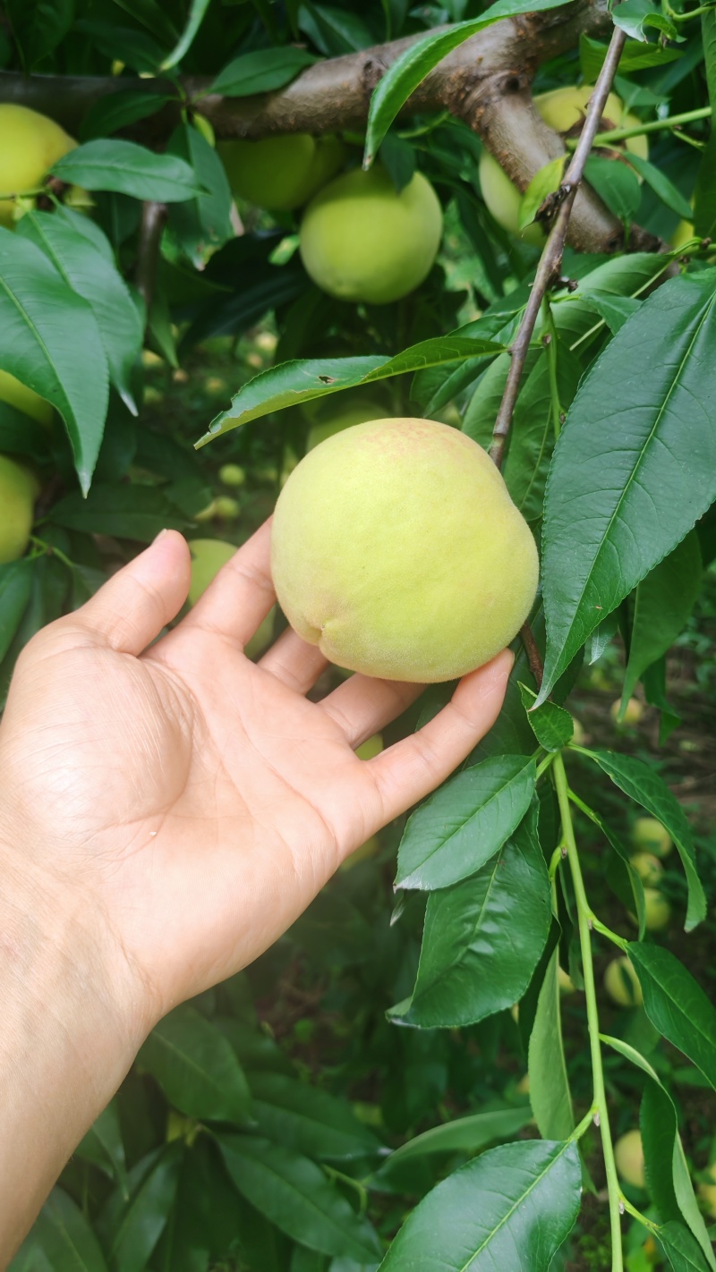 精品红心脆蜜桃，高山种植基地，个头大，糖度高，耐储存