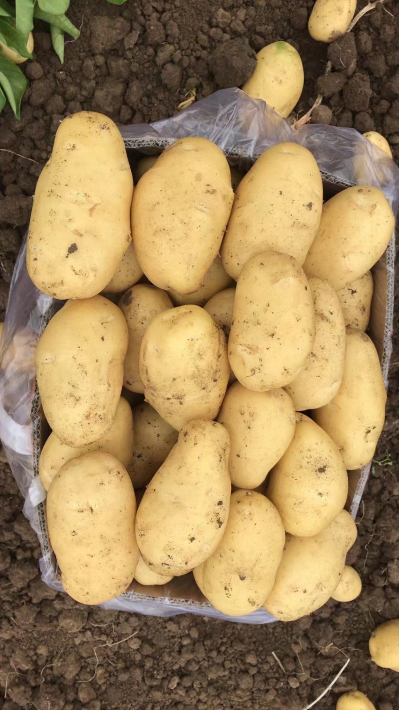 黄皮黄心土豆，产地直发，价格便宜，质量保证，支持全国发货
